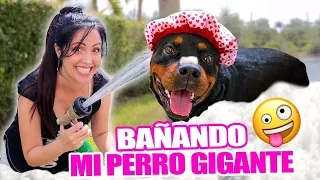 BAñO A MI PERRO GIGANTE y CUMPLEAñO DE MI MAMÁ DESDE EL AUTO 😥 Sandra Cires Art