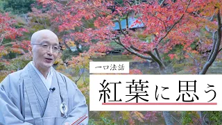 【一口法話】第23回「紅葉に思う」｜ 臨済宗円覚寺派管長 横田南嶺老師