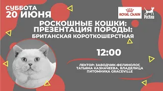 РОСКОШНЫЕ КОШКИ: ПРЕЗЕНТАЦИЯ ПОРОДЫ. БРИТАНСКАЯ КОРОТКОШЕРСТНАЯ