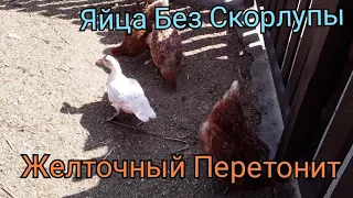 Яйца без Скорлупы . Понос у Курицы / Чем Лечить / Желточный Перетонит