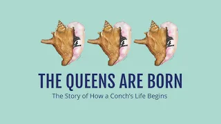 The Queens are Born - The Story of How a Conch's Life Begins