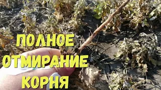 УБРАЛИ МНОГОЛЕТНИЕ СОРНЯКИ С ПОЛЕЙ!!!ОБЗОР ПОЛЯ ЧЕРЕЗ НЕДЕЛЮ ПОСЛЕ ОБРАБОТКИ ГЛИФИДОМ ВР!!!