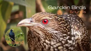 Asian Koel-Noisiest-Most Annoying Bird-Thailand