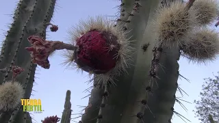 Tierra Fértil Tv-Producción de pitaya desde Amacueca, Jalisco (28.05.22)