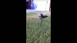 Bulldog Vs  Sprinkler