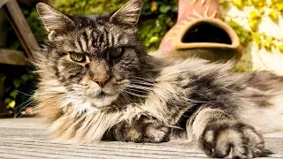 How to Groom a Maine Coon Cat - Bathing Your Cat