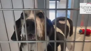 Tampa Humane Society's longest resident finally goes home