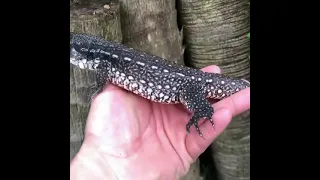 Small crocodile or salamander ?? || Cute little reptile