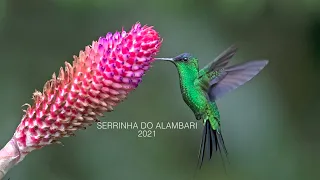 Beija-flores, abelhão e bromélia na Mata Atlântica