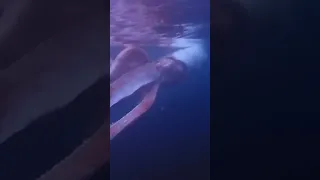 Swimming With a GIANT SQUID