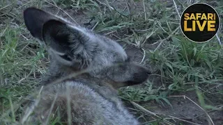 safariLIVE - Sunset Safari - November 24, 2018