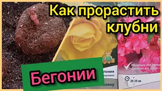 Клубневая бегония. Как прорастить клубни весной?