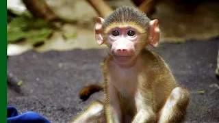 Rescued Baby Baboon Competes for Affection | Love Nature