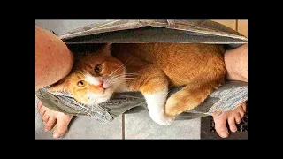 Funny Cats 😹 - Don't try to stop laughing 🤣 - Funniest Cats Ever #29