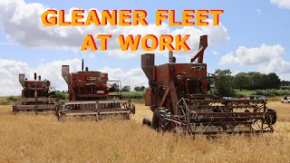 Allis Chalmers Gleaner combines at work.