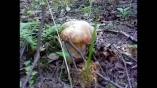 Первые белые грибы.   25 июня 2016 года