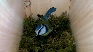 Blue Tits checking out new box March 2024