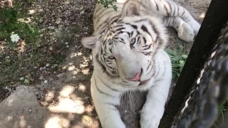 Белый тигр ! Тайган. White tiger!