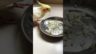 Cocktails eating rice #cockatiel