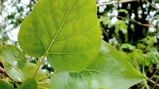 Israeli Farmer Recreates the Ancient Balm of Gilead from the Bible