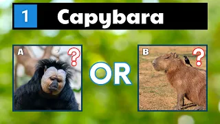 Can You Name These Animals That Start With C? | Guess The Animal Name