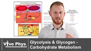 Glycolysis and Glycogen - Carbohydrate Metabolism and Storage