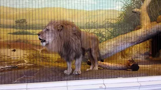 Lion's Roar is Amazing - Lincoln Park Zoo, Chicago