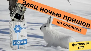 Заяц ночью пришел на солонец. Фотоохота на зайца беляка зимой.