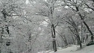 Снег в Ялте