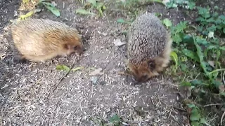 Taistelevat siilit   Fighting hedgehogs