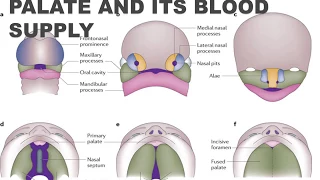 Development of Palate and It's Blood Supply I Oral Pathology I Dental Guide I Dr. Bimal Chand I