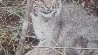 Bobcat trapping locations/ flagging/ sets