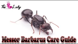 Messor Barbarus Care Guide | Ant keeping For Beginners | The Ant Lady