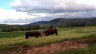 Aussie bull fight