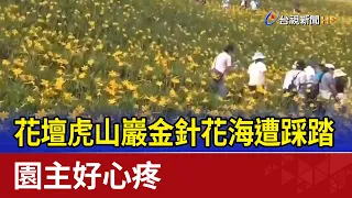 花壇虎山巖金針花海遭踩踏 園主好心疼