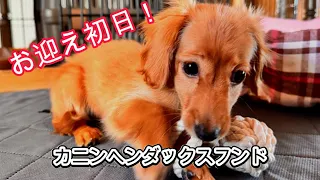 【カニンヘンダックスフンド】子犬の女の子を我が家にお迎えしました！