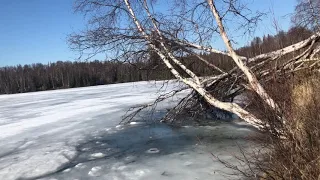 My 1st Brown Bear hunt in Alaska