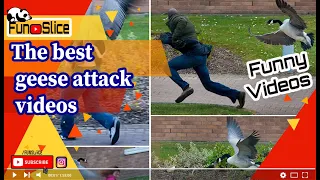 The Funny  best geese attack videos