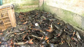 PANEN KEPITING!! asli kepitingnya tetap banyak keluar  meskipun suda beberapa kali di keringkan