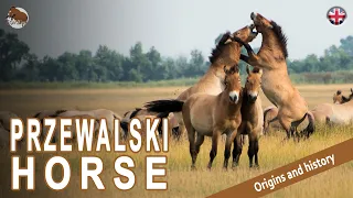 PRZEWALSKI HORSE, one of the most primitive horses in the world, ORIGIN OF THE BREEDS