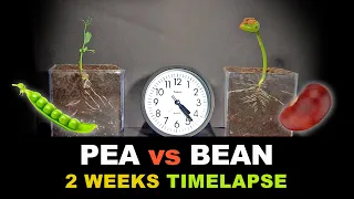 Green Pea VS Kidney Bean Time Lapse: Who Will Win?