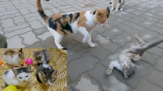 Kitten being brutally beaten by stray calico cats || I saved the kitten.