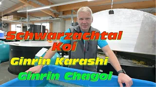 Schwarzachtal Koi! Ginrin Karashi & Ginrin Chagoi zum Saisonstart!