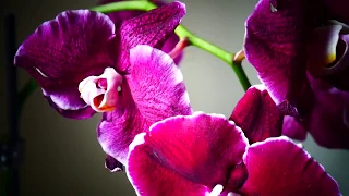 Моя новая орхидея фаленопсис. Оrchids Phalaenopsis .