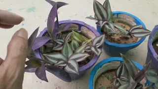 How to care and Propagation of Wandering Jew plant