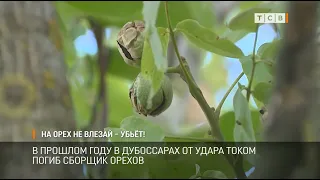 На орех не влезай – убьёт!