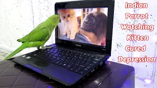 Indian Parrot Watching This Tiny Kitten Cured Depression | Soo Cute | WHO IS NEXT