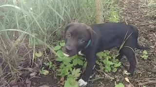 Puppy's Diary: 1st Day Home, 9 weeks old