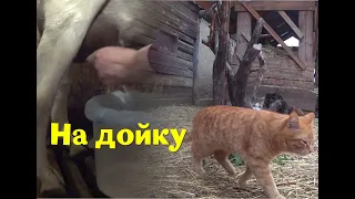 Ранее утро. Дойка коз. Каждый сможет сделать, посмотрев это видео.