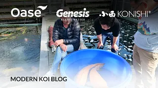 Modern Koi Blog #5685 - Live aus Japan: Makoto präsentiert seine besten Doitsu Karashigoi